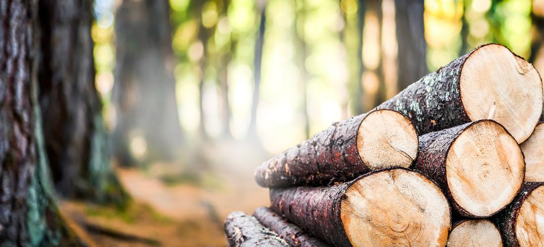 Více dřeva, méně betonu. Surovinová politika pro dřevo podpoří tuzemské zpracování dřeva, více se bude využívat i ve stavebnictví  